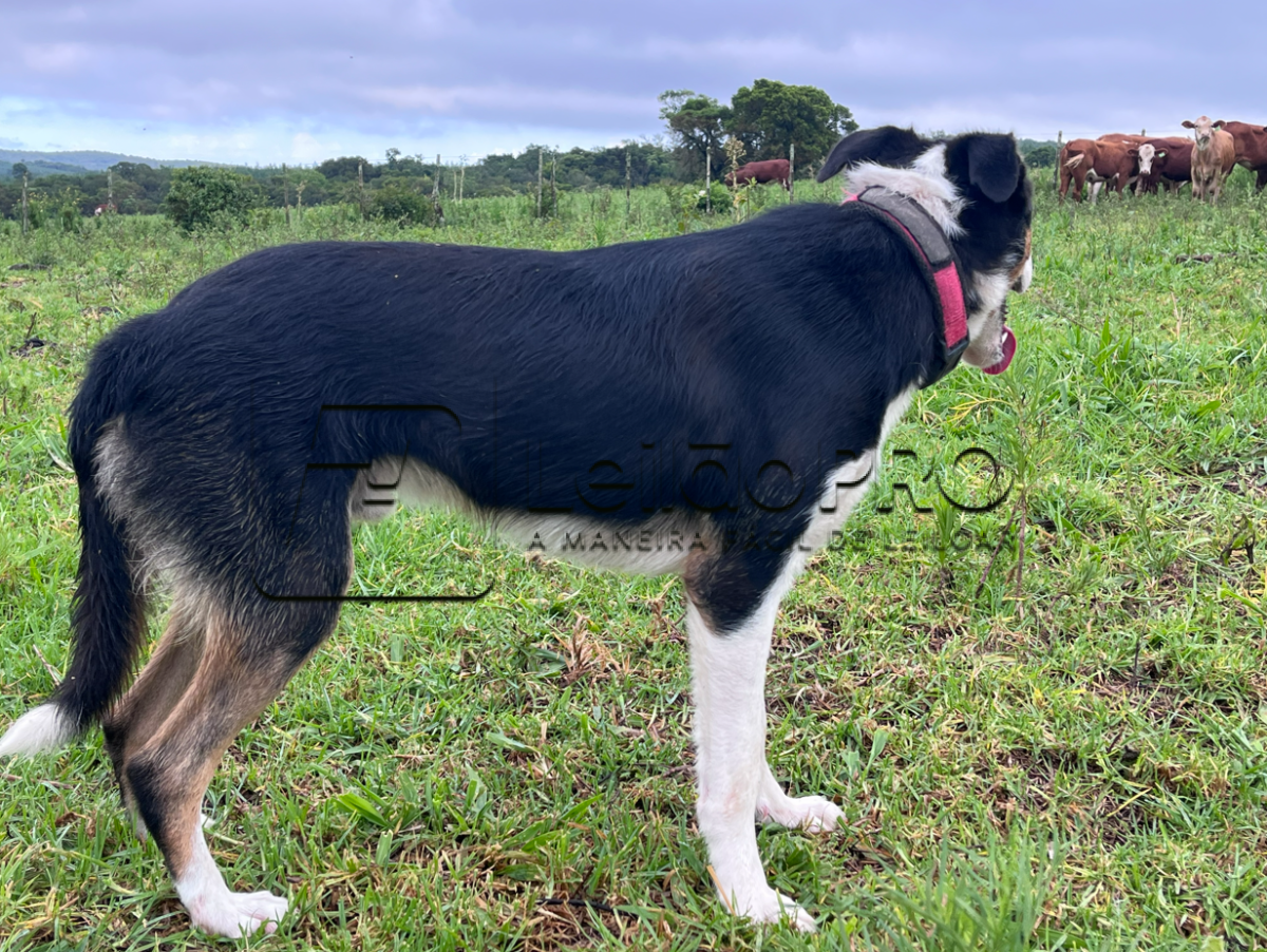 CHASE 17 MONTENEGRO ABBC 06674 - Raça Border Collie - Em Treinamento