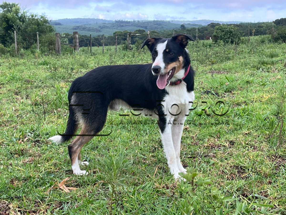 CHASE 17 MONTENEGRO ABBC 06674 - Raça Border Collie - Em Treinamento