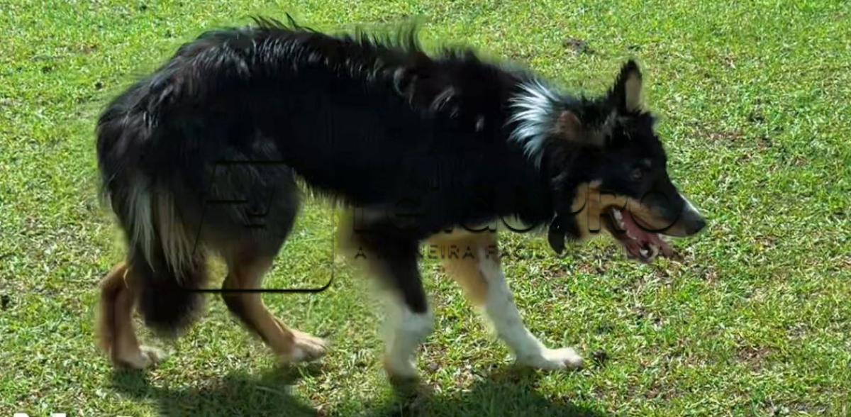 NETUNO DO PIRES SALDANHA ABBC Nº 06587 - Raça Border Collie - Em Treinamentro