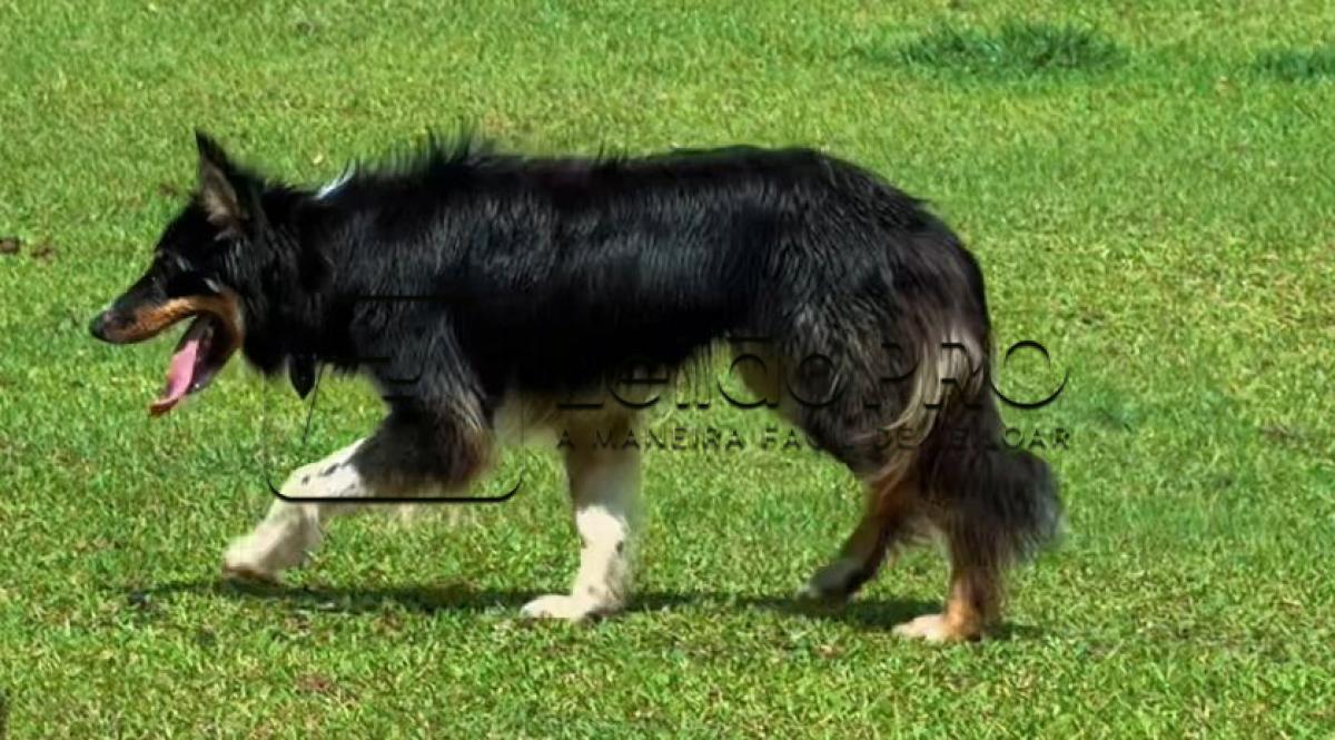NETUNO DO PIRES SALDANHA ABBC Nº 06587 - Raça Border Collie - Em Treinamentro