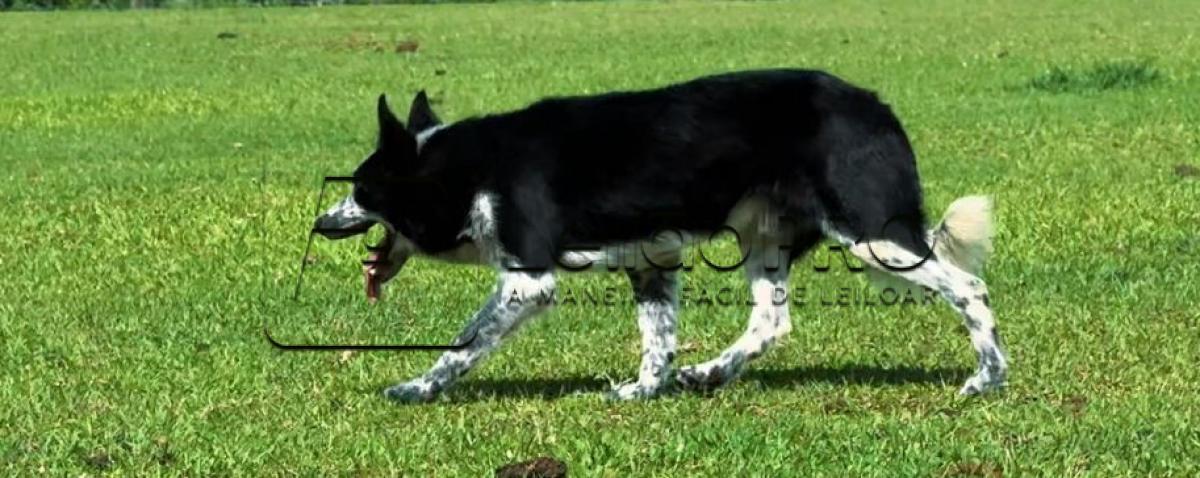 KONAN MIGRAÇÃO (TESTE DE APTIDÃO) ABBC 05952 - Raça Border Collie - Treinado