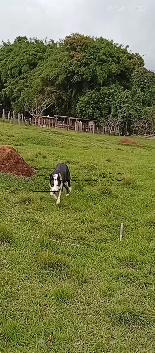 JACK RELVAS ABBC 07365 - Raça Border Collie - Em Treinamento