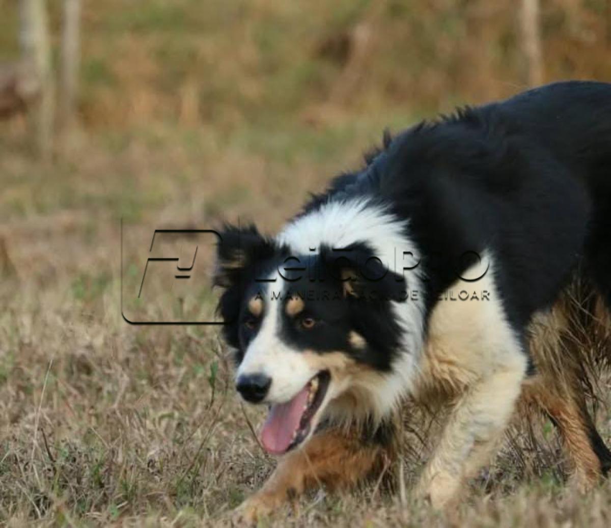 CURINGA IMPÉRIO DO BORDER ABBC 03610 - Raça Border Collie - Treinado