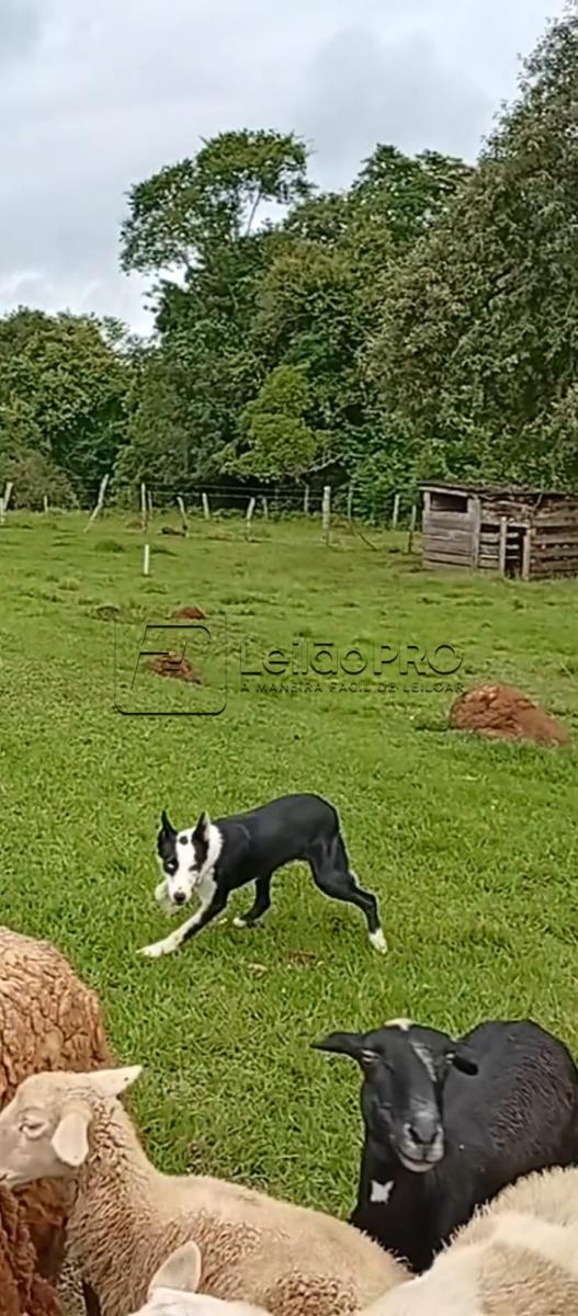JACK RELVAS ABBC 07365 - Raça Border Collie - Em Treinamento