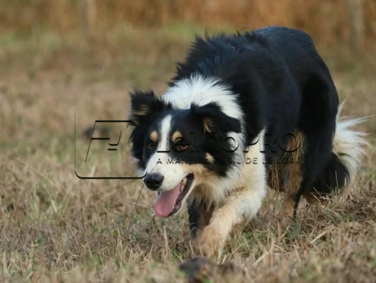 CURINGA IMPÉRIO DO BORDER ABBC 03610 - Raça Border Collie - Treinado