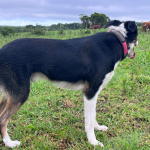 CHASE 17 MONTENEGRO ABBC 06674 - RAÇA BORDER COLLIE - EM TREINAMENTO