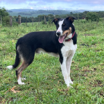 CHASE 17 MONTENEGRO ABBC 06674 - RAÇA BORDER COLLIE - EM TREINAMENTO
