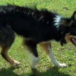NETUNO DO PIRES SALDANHA ABBC Nº 06587 - RAÇA BORDER COLLIE - EM TREINAMENTRO