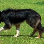 NETUNO DO PIRES SALDANHA ABBC Nº 06587 - RAÇA BORDER COLLIE - EM TREINAMENTRO