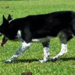 KONAN MIGRAÇÃO (TESTE DE APTIDÃO) ABBC 05952 - RAÇA BORDER COLLIE - TREINADO