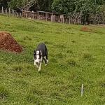 JACK RELVAS ABBC 07365 - RAÇA BORDER COLLIE - EM TREINAMENTO