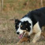 CURINGA IMPÉRIO DO BORDER ABBC 03610 - RAÇA BORDER COLLIE - TREINADO