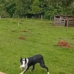 JACK RELVAS ABBC 07365 - RAÇA BORDER COLLIE - EM TREINAMENTO