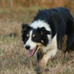 CURINGA IMPÉRIO DO BORDER ABBC 03610 - RAÇA BORDER COLLIE - TREINADO